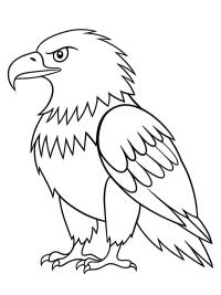 Aquila americana