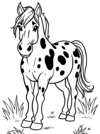 Cavallo Appaloosa