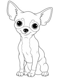 Cucciolo di Chihuahua