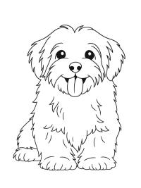 Havanese